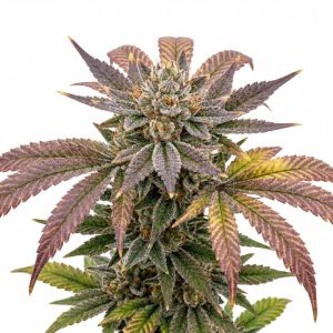 Frozen Punch Feminized