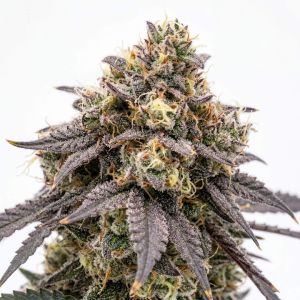Galactic Runtz Seeds