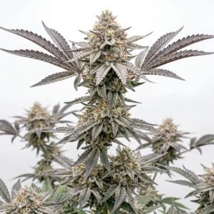 Galaxy Gummies Autoflower 
