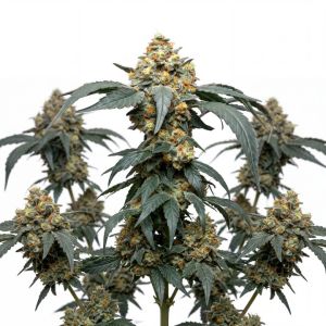 Garlic Juice Auto Seeds