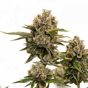 Girl Scout Cookies Autoflower