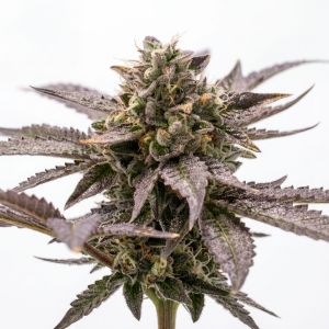 Girl Scout Cookies x Do-Si-Dos Seeds