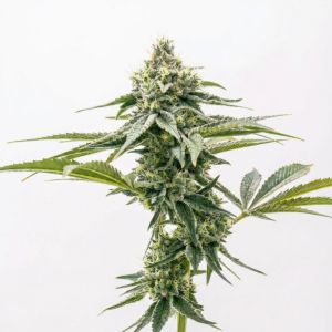 Godfather OG Feminized Cannabis Seeds
