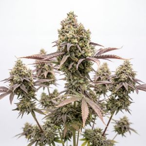 Gorilla Breath Auto 