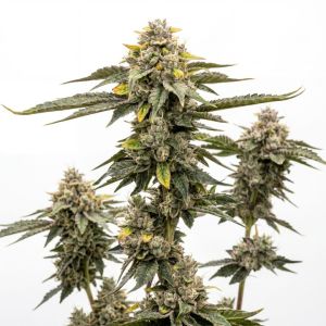 Duct Tape Seeds