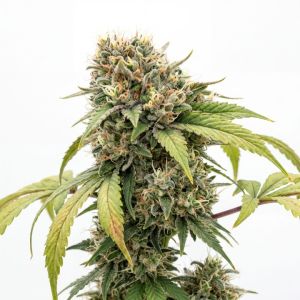 Grandaddy Glue Auto Seeds
