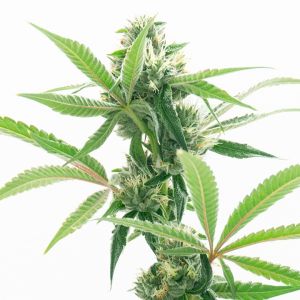 Grape Octane Autoflower Cannabis Seeds