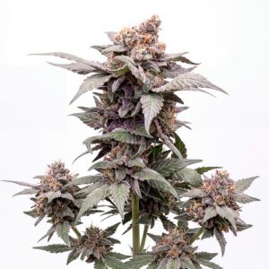 Grape Pie Seeds