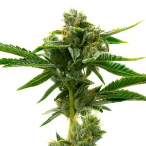 Grapericot Pie Feminized Cannabis Seeds