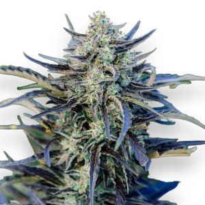 Gravenstein Autoflower Cannabis Seeds
