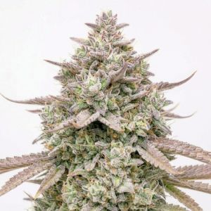 Grease Gun Autoflower