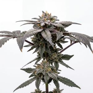 Great White Shark Auto Seeds