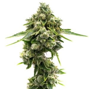 Great White Shark Autoflower Cannabis Seeds