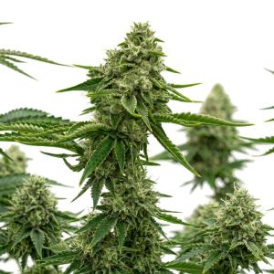 Green Crack Auto