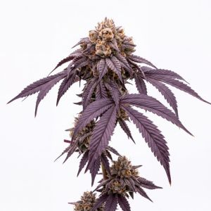 Gruntz Seeds