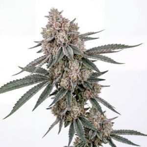 Guava Galaxy Feminized