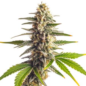 Guava Galaxy Feminized Cannabis Seeds