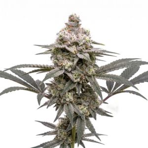 Gushers Autoflower