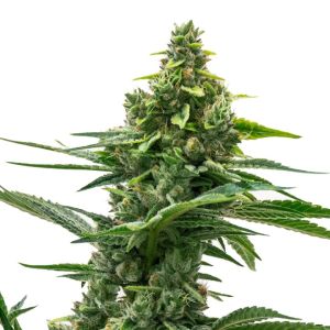 Gushers Autoflower Cannabis Seeds