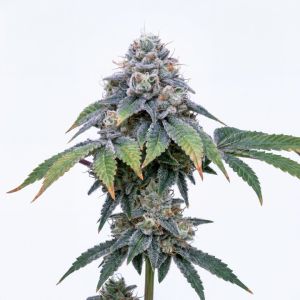 Han Solo Burger Seeds