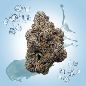 Hash Burger THCa Flower