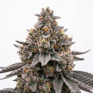 Hash Burger Feminized Cannabis Seeds