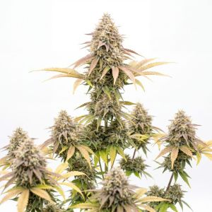 Hawaiian Snow Auto Seeds