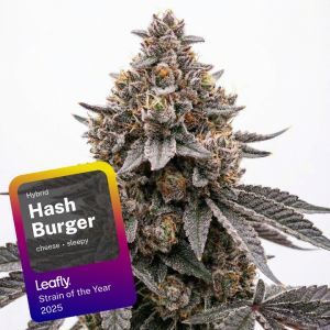 Hash Burger Feminized Cannabis Seeds