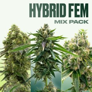 Hybrid Feminized Mix Pack