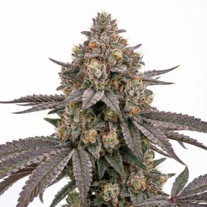 Ice Cream Cake Autoflower Cannabis Seeds