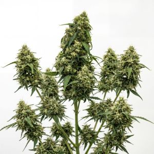 Jack Cookies Auto Seeds