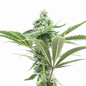 Jealousy Autoflower Cannabis Seeds