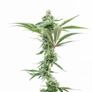 Jealousy Autoflower