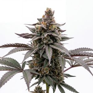 Kush Mints Seeds