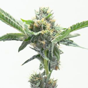 LA Kush Cake Autoflower Cannabis Seeds