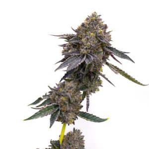 LA Kush Cake Feminized