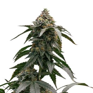 Larry Bird Feminized Cannabis Seeds