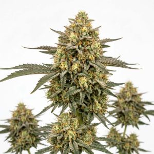 Lemon Autoflower
