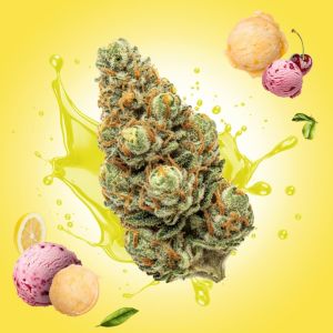 Lemon Cherry Gelato THCa Flower