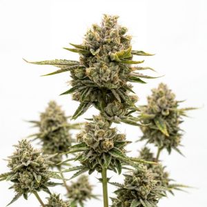 Lemon Drizzle Auto Seeds