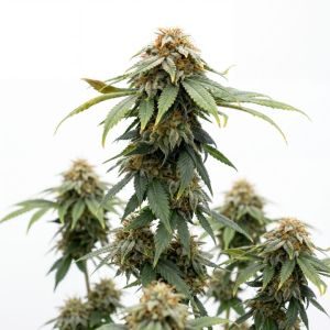 Han Solo Burger Seeds