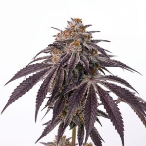 London Pound Cake Auto Seeds