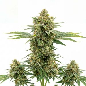 Maui Wowie Feminized