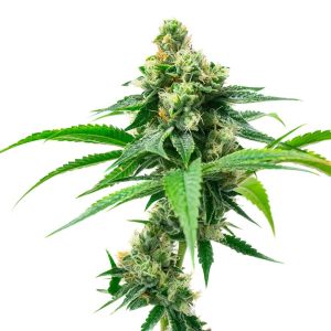 Mimosa Autoflower Cannabis Seeds