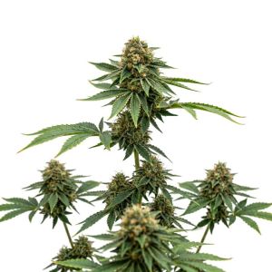 Mimosa Autoflower