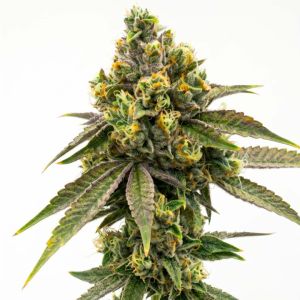 Moby Dick Feminized 