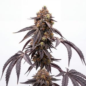 Moonbow Auto Seeds