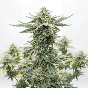 Mystic Gorilla Autoflower 