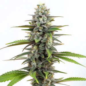 Mystic Gorilla Autoflower Cannabis Seeds