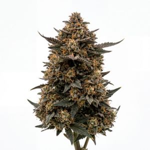 Orange Crush Seeds